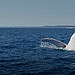 Humpback whale breach